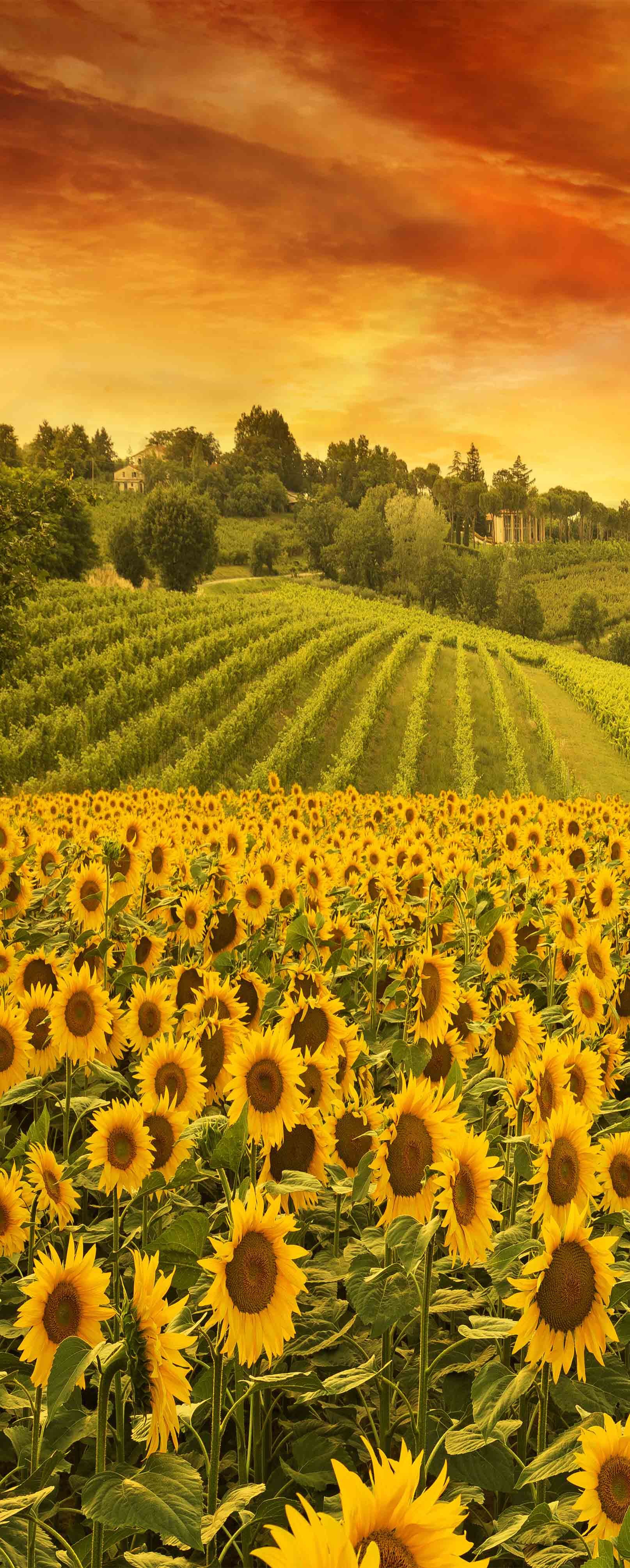 3D Sunflowers And Vineyard 405 Stair Risers Wallpaper AJ Wallpaper 