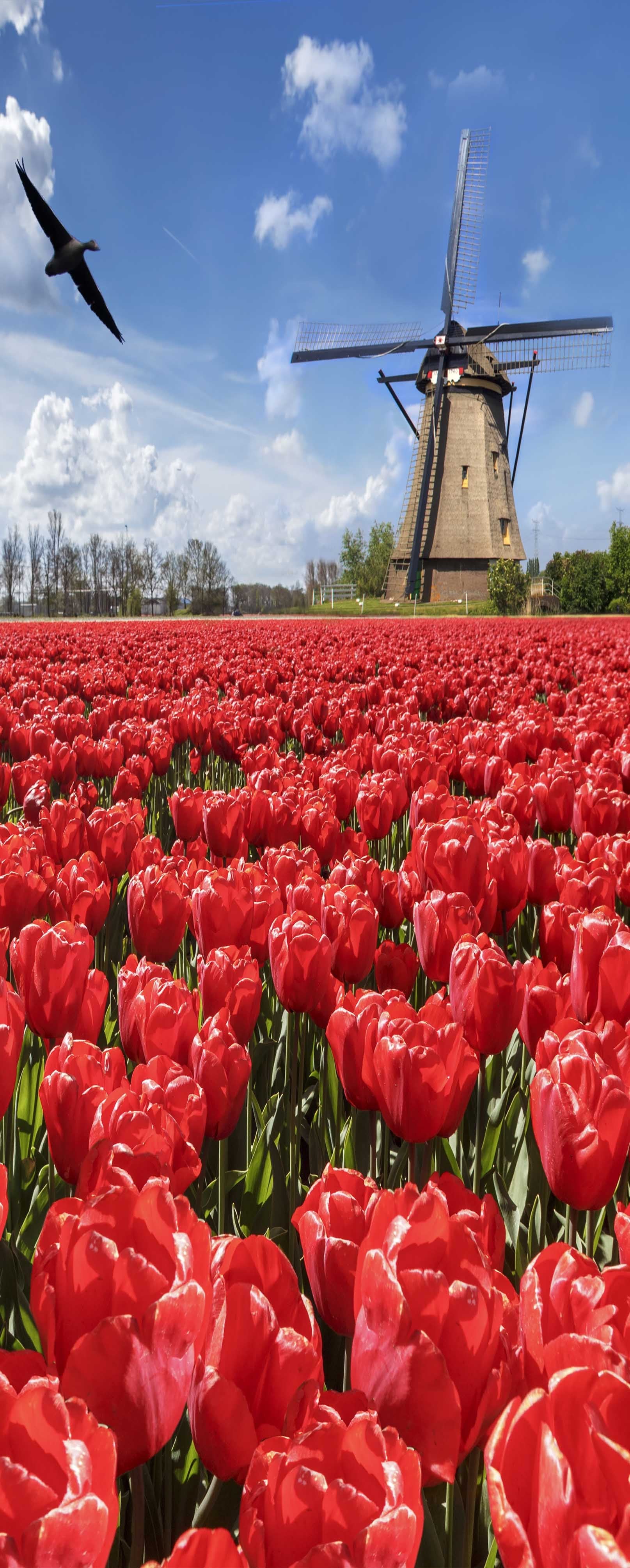 3D Tulip Flowers Windmill 798 Stair Risers Wallpaper AJ Wallpaper 