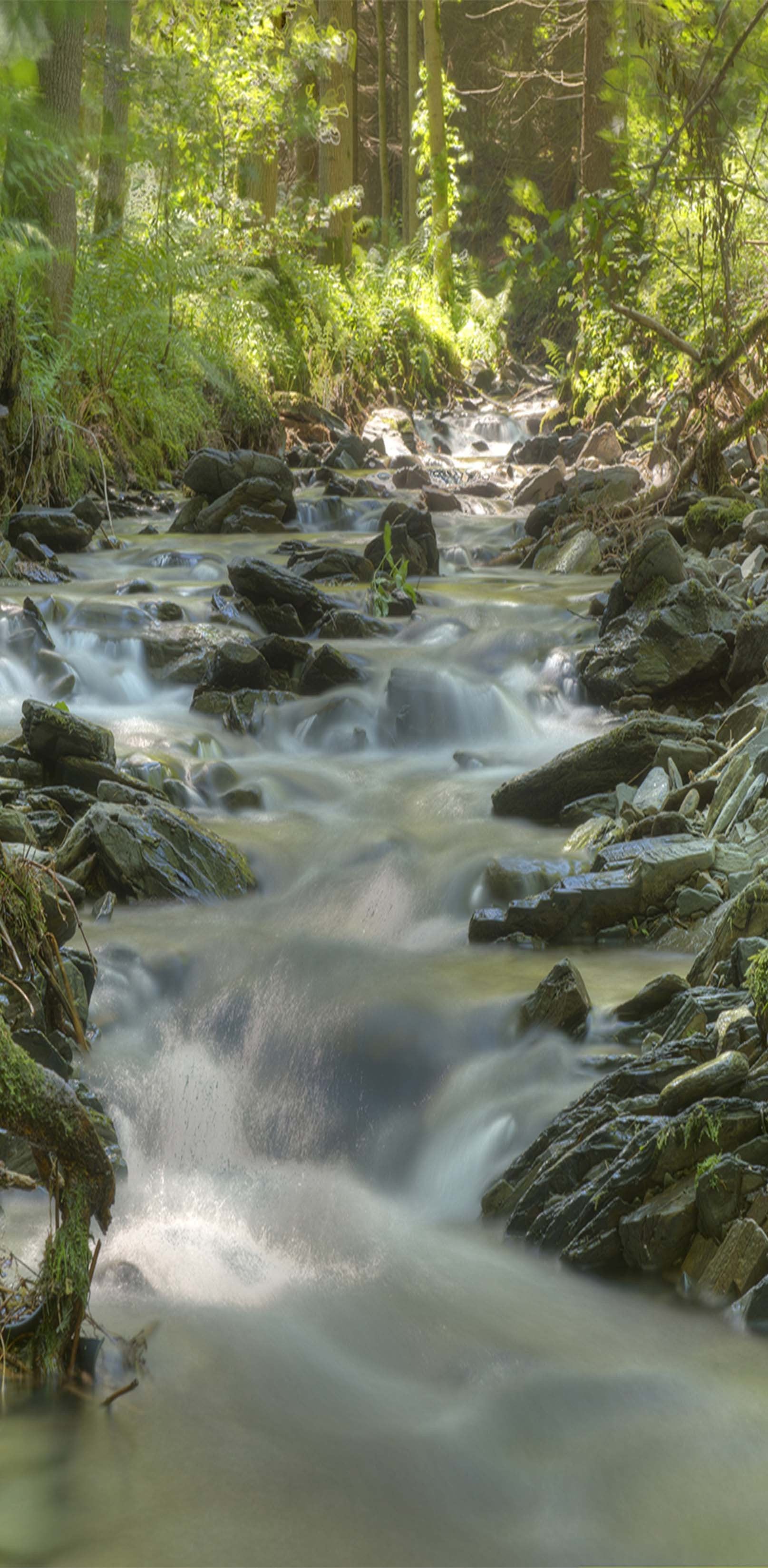 3D Forest River Stones 1263 Stair Risers Wallpaper AJ Wallpaper 