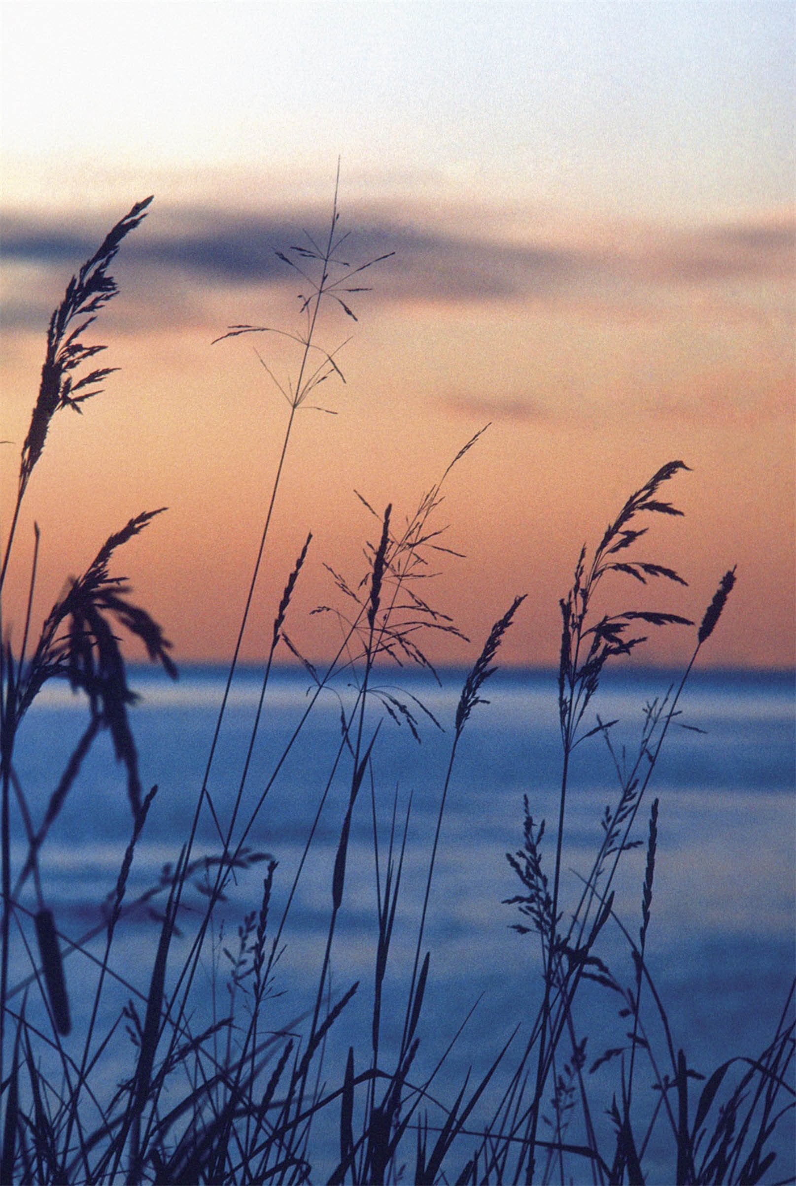 3D Weeds Sunset Glow 1255 Stair Risers Wallpaper AJ Wallpaper 