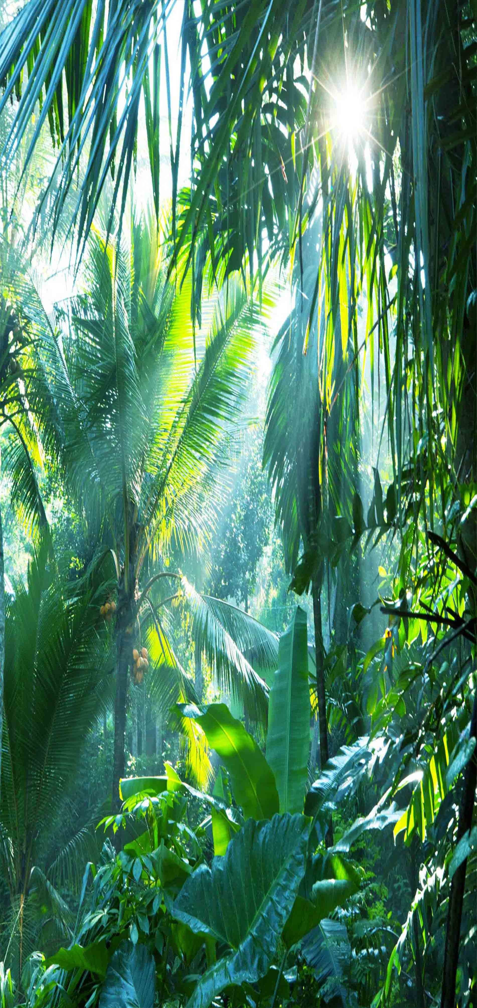 3D Tropical Rainforest 1205 Stair Risers Wallpaper AJ Wallpaper 