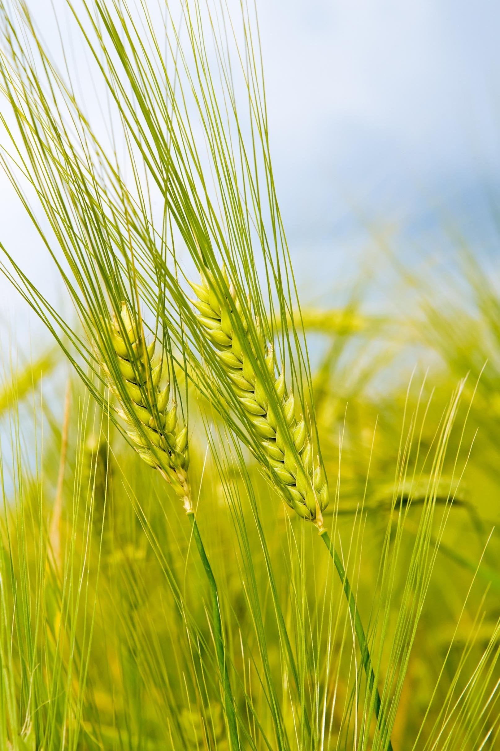 3D Green Wheat 1310 Stair Risers Wallpaper AJ Wallpaper 