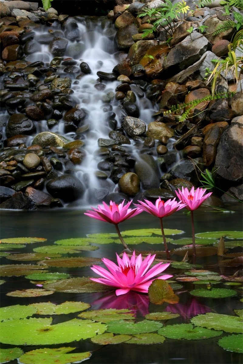 3D Fresh Lotus Flowers 81 Stair Risers Wallpaper AJ Wallpaper 