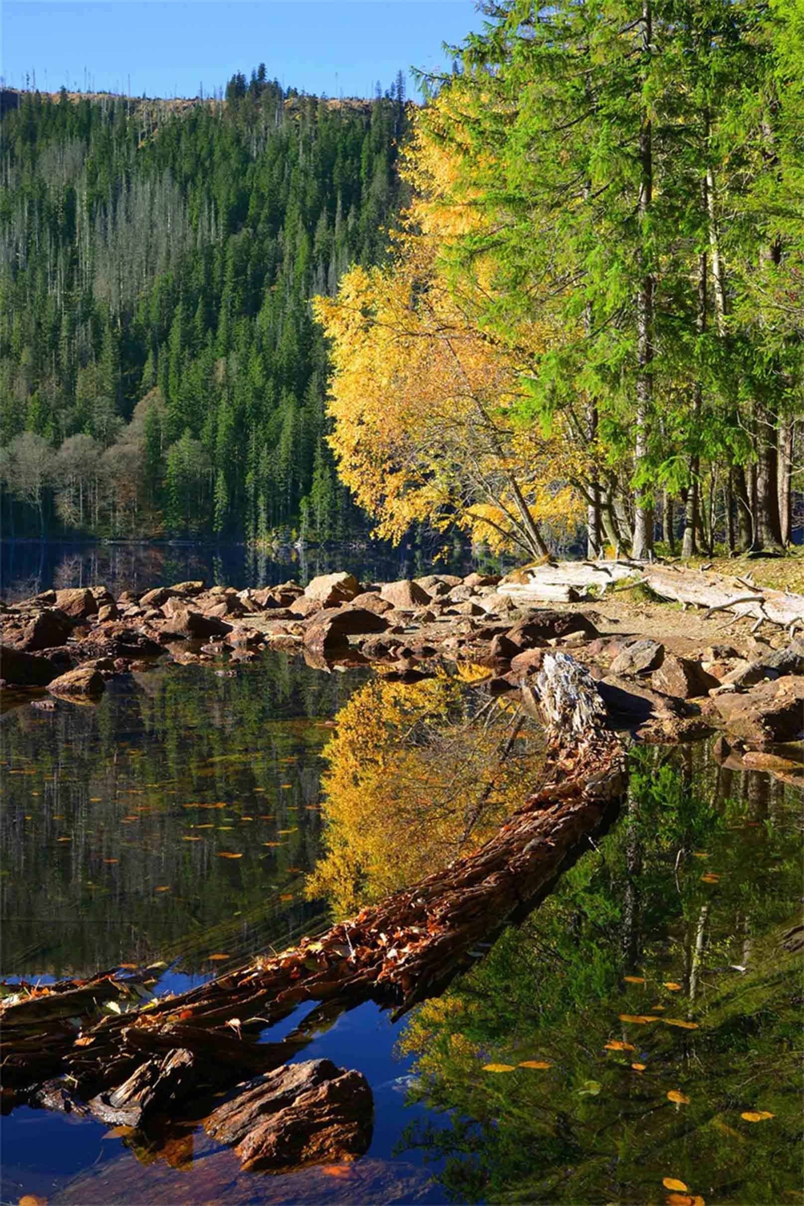 3D Forest Peace Lake 1185 Stair Risers Wallpaper AJ Wallpaper 