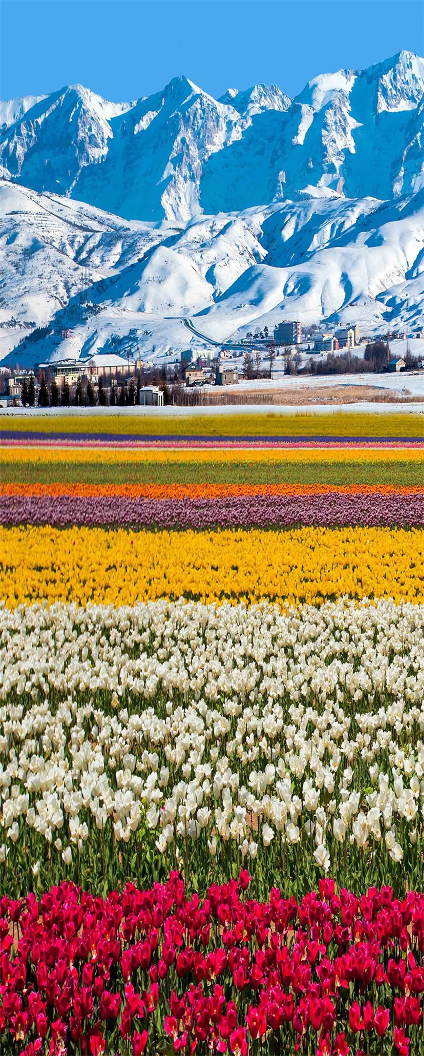 3D Snow Mountains Flowers Field 1442 Stair Risers Wallpaper AJ Wallpaper 