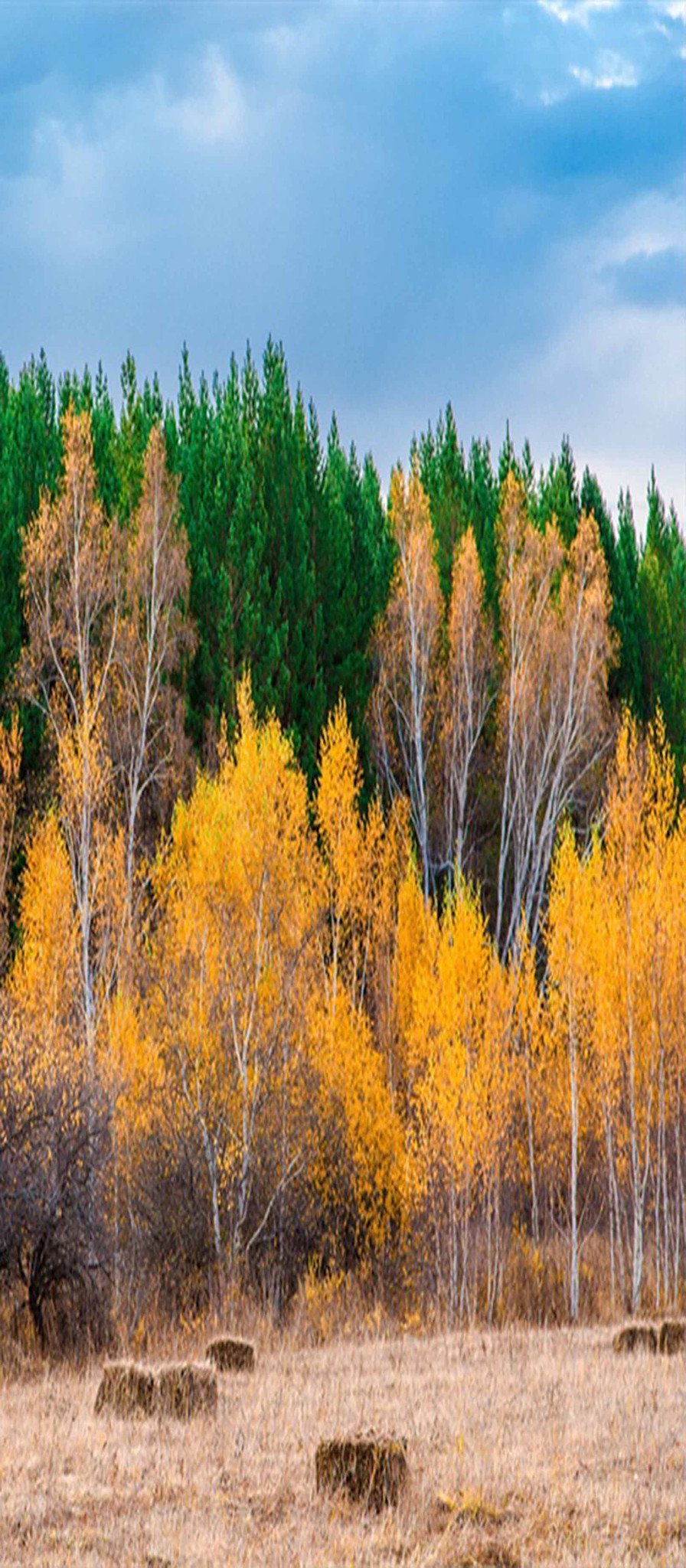 3D Colorful Trees 52 Door Mural Wallpaper AJ Wallpaper 