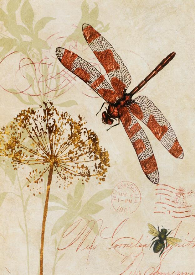 Dragonfly Wallpaper AJ Wallpaper 