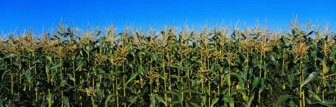 Cornfield Wallpaper AJ Wallpaper 