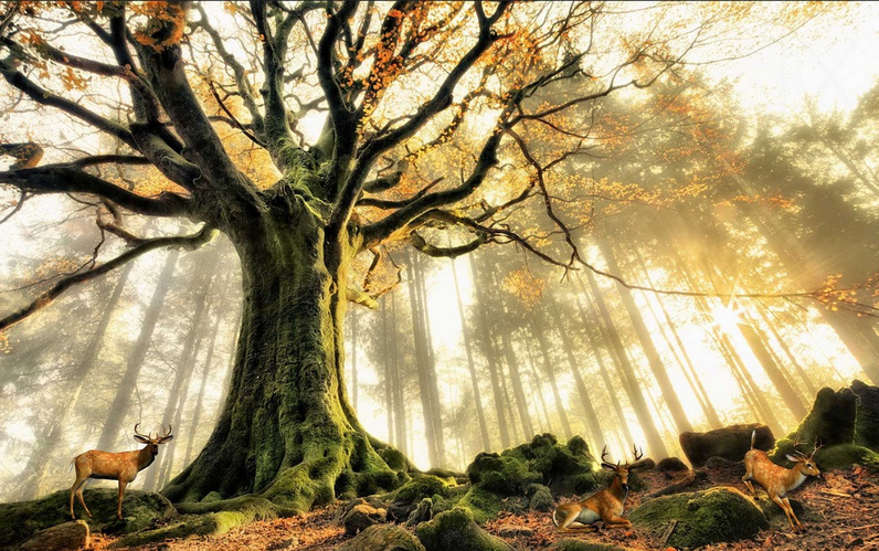 Under Tree Rest Elks Wallpaper AJ Wallpaper 