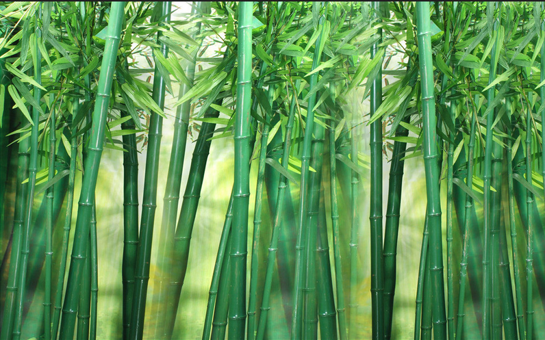 Green Bamboo Forest Wallpaper AJ Wallpaper 