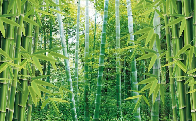 Lush Bamboo Forest Wallpaper AJ Wallpaper 