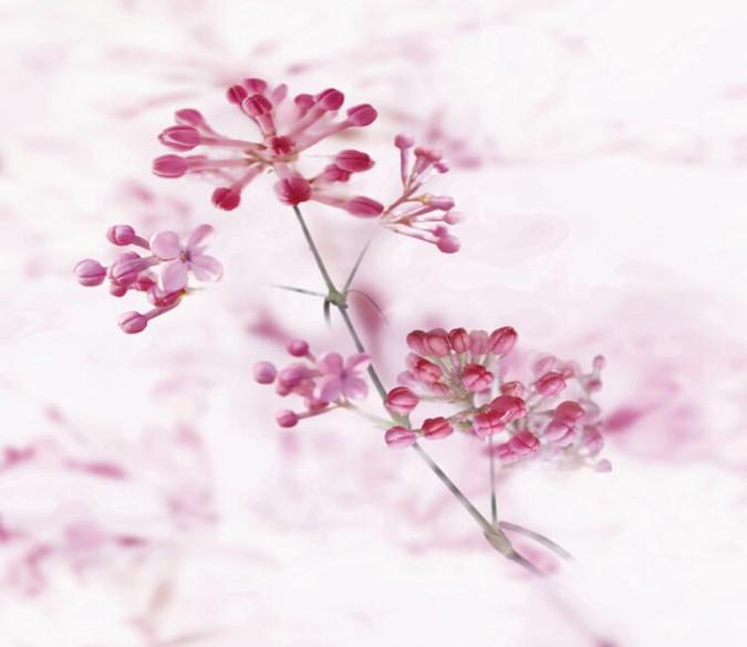 Purple Flower 282 Wallpaper AJ Wallpaper 1 