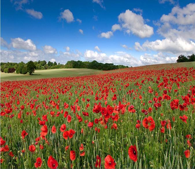 Rose Manor 462 Wallpaper AJ Wallpaper 1 