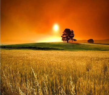 Sunset Glow With Wheat Field 34 Wallpaper AJ Wallpaper 1 