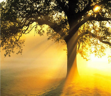 Sunshine Through The Tree 762 Wallpaper AJ Wallpaper 1 