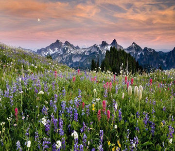 Purple Wisteria 56 Wallpaper AJ Wallpaper 1 