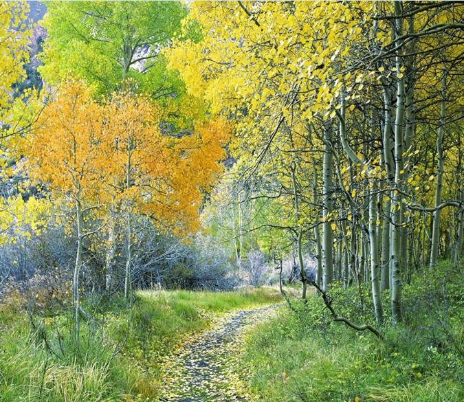 A Trail In Polar Forest 82 Wallpaper AJ Wallpaper 1 