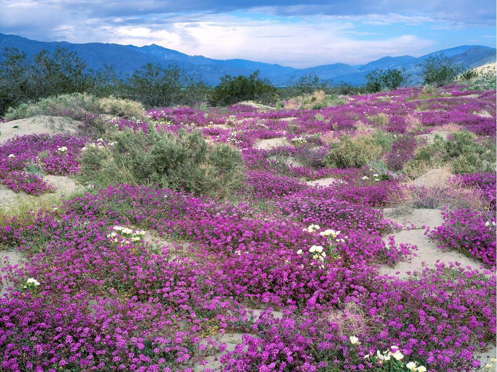 3D Mountain Purple Flowers 202 Garage Door Mural Wallpaper AJ Wallpaper 