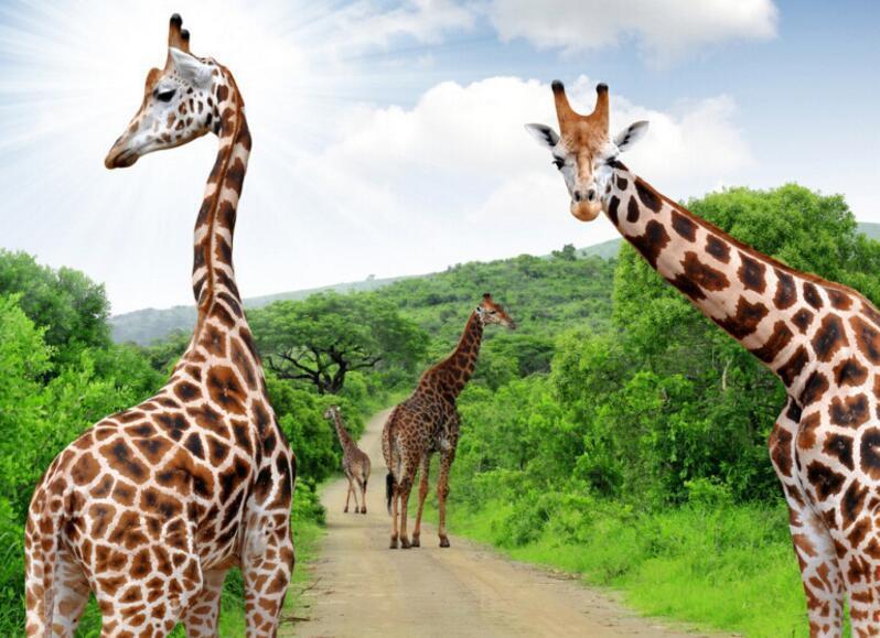 3D Forest Road Giraffes 905 Curtains Drapes Wallpaper AJ Wallpaper 