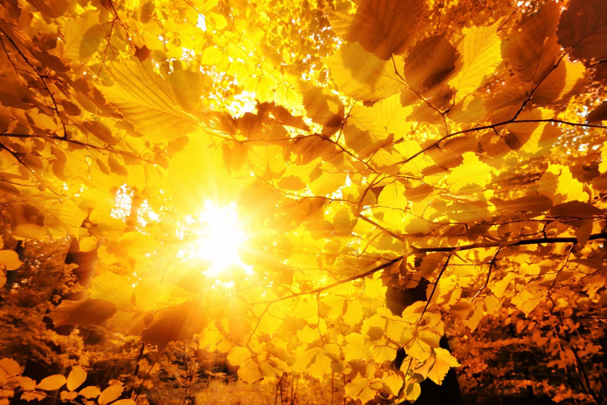 Leaves Bright Sunshine Wallpaper AJ Wallpaper 