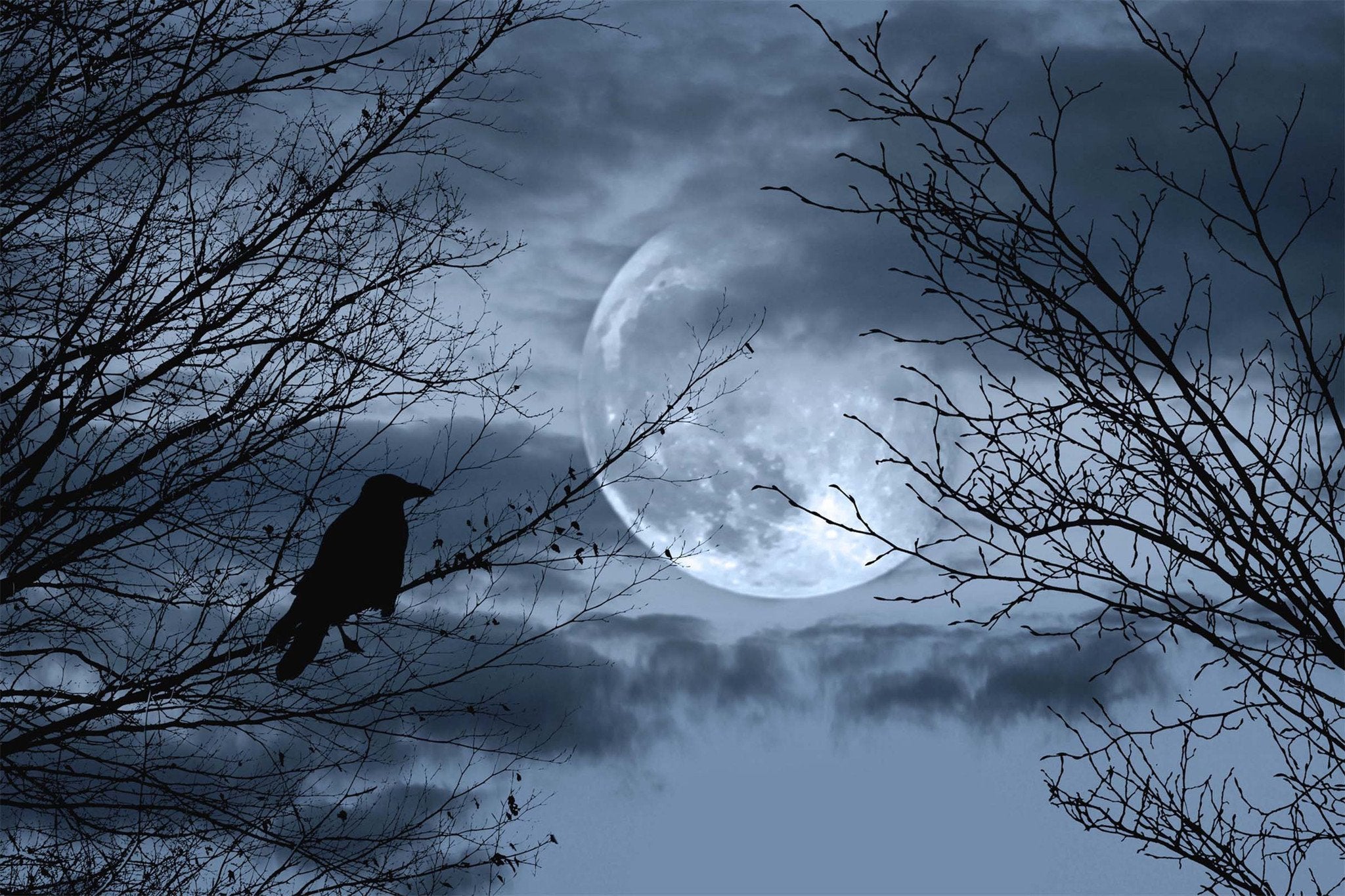 Full Moon Bare Trees Bird Wallpaper AJ Wallpaper 