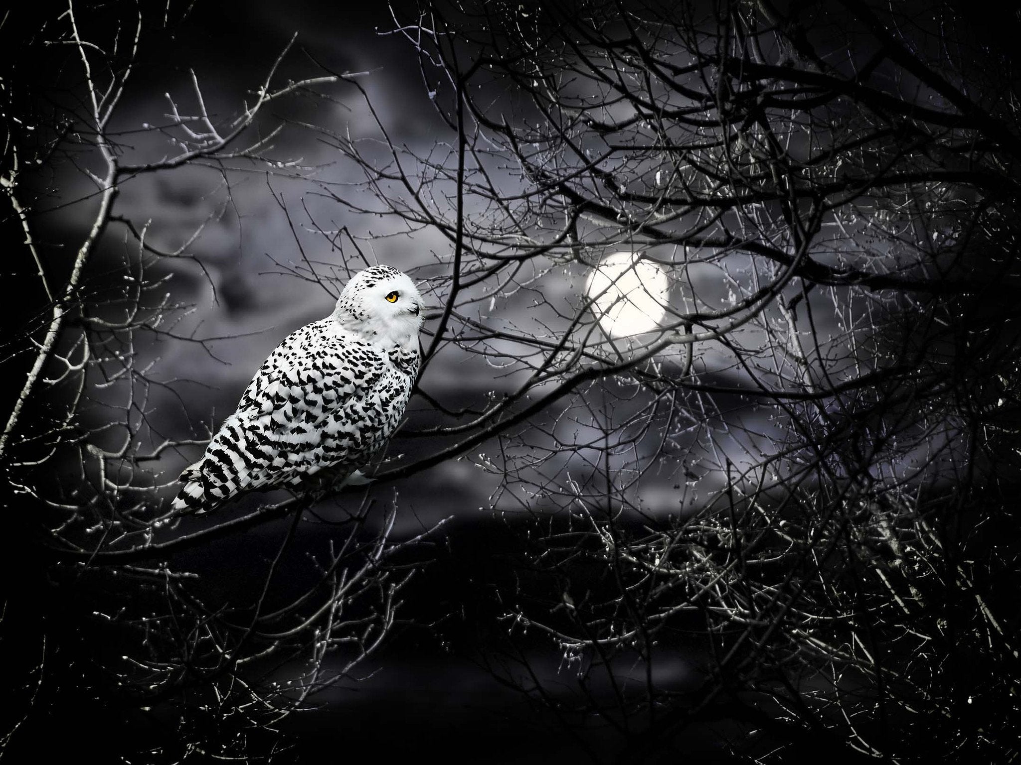 Bright Moon And Bird Wallpaper AJ Wallpaper 