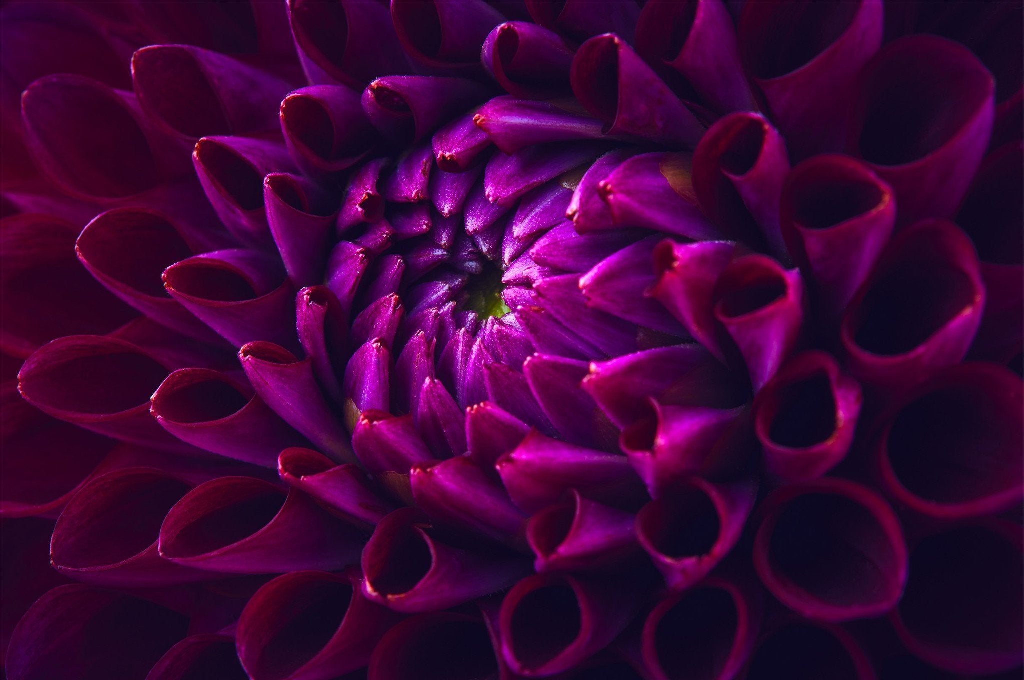 Charming Blooming Flower Wallpaper AJ Wallpaper 