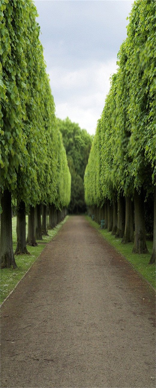 3D around the trees road door mural Wallpaper AJ Wallpaper 