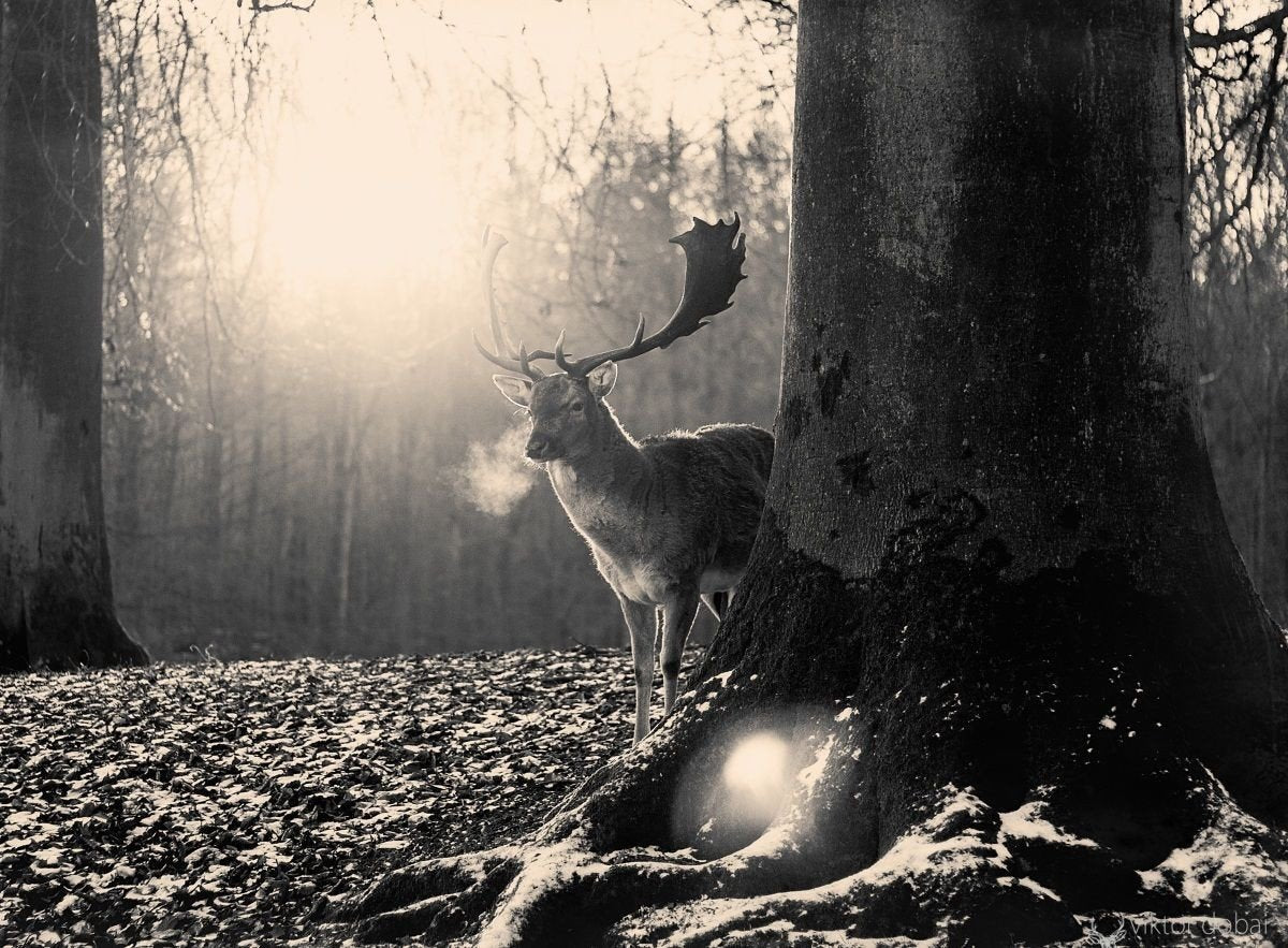 3D Forest Deer 326 Wall Paper 100cm high and 208cm wide AJ Wallpaper 
