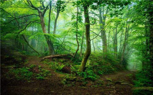 3d spring woodland magic Width 360cm Height 155cm + width 215cm Height 175cm All in woven paper AJ Wallpaper 