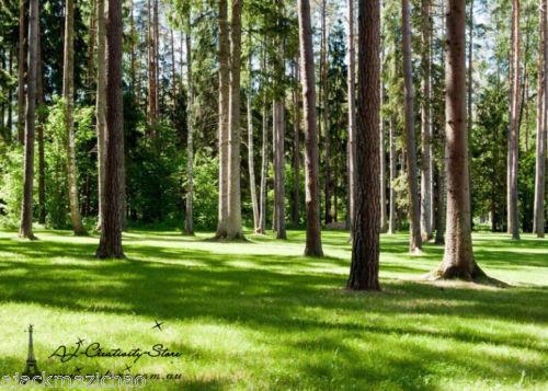 Huge Green Forest Trees Wall Paper 2.4m high by 7m wide IN WOVEN PAPER AJ Wallpaper 