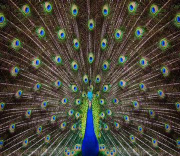 3D Peacock Feather 887 Wallpaper AJ Wallpaper 