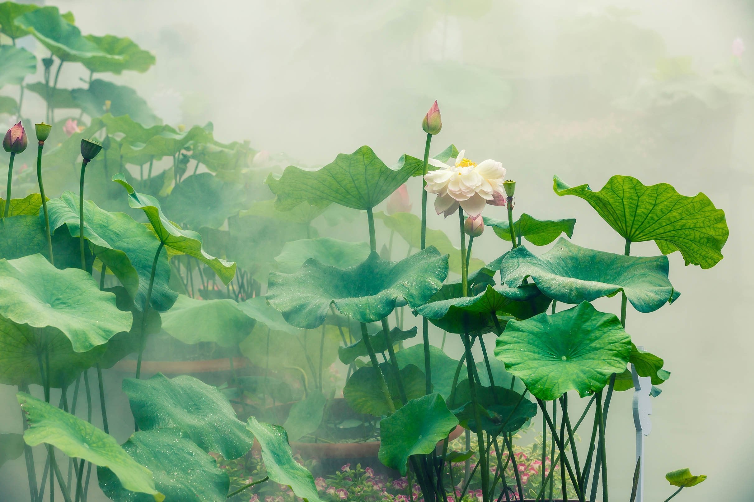 3D Misty Lotus Flowers 53 Kitchen Mat Floor Mural Wallpaper AJ Wallpaper 