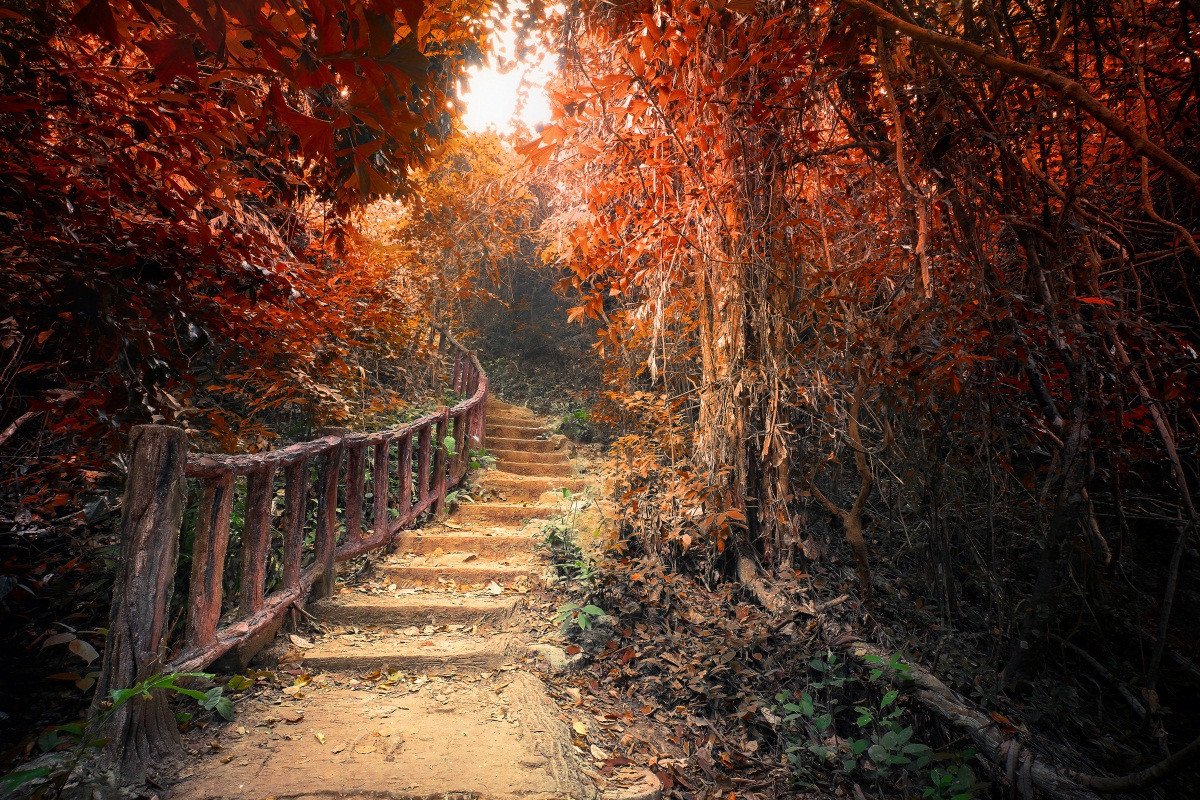 3D Forest Wood Bridge 567 Wallpaper AJ Wallpaper 