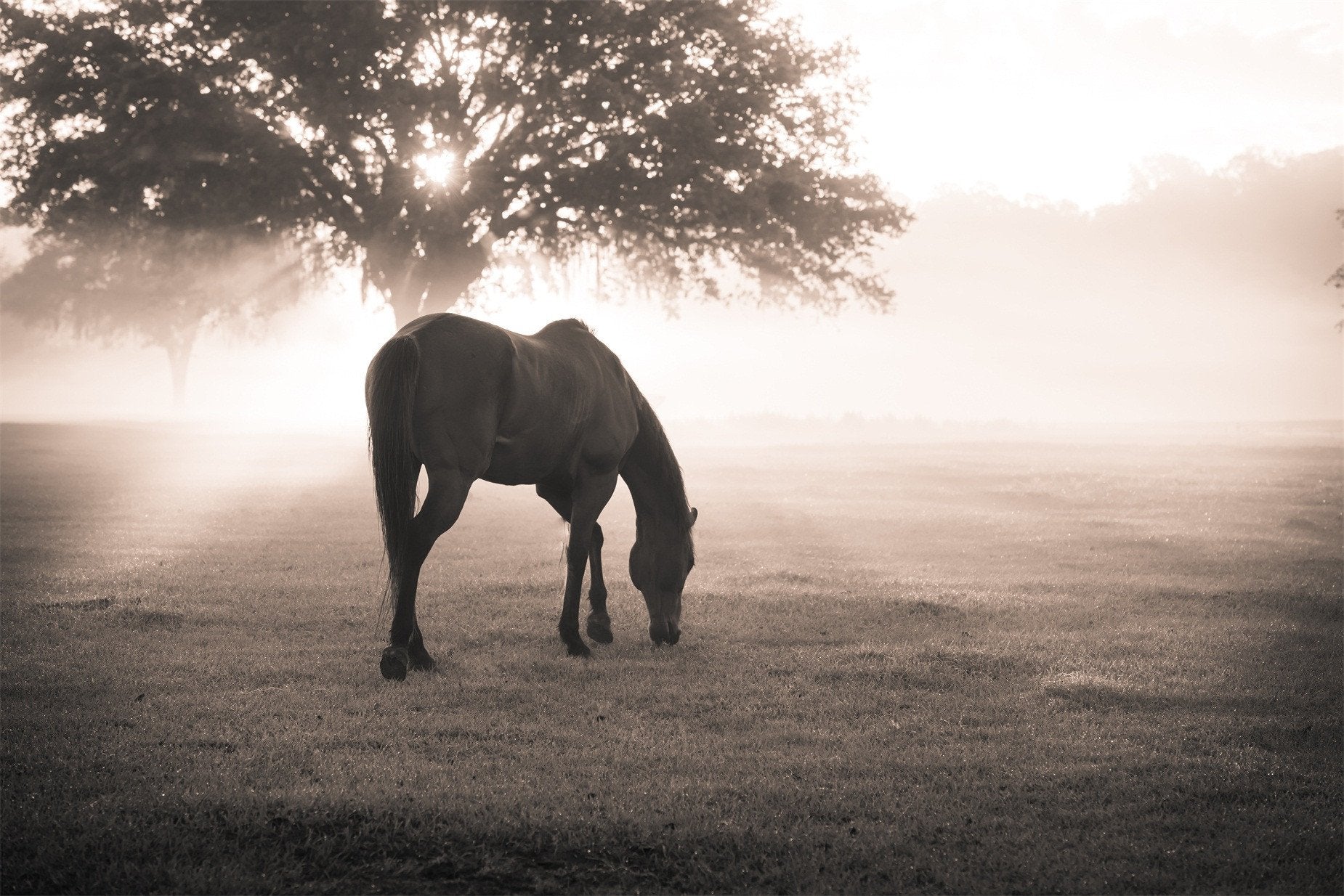 3D A Horse 294 Wallpaper AJ Wallpaper 