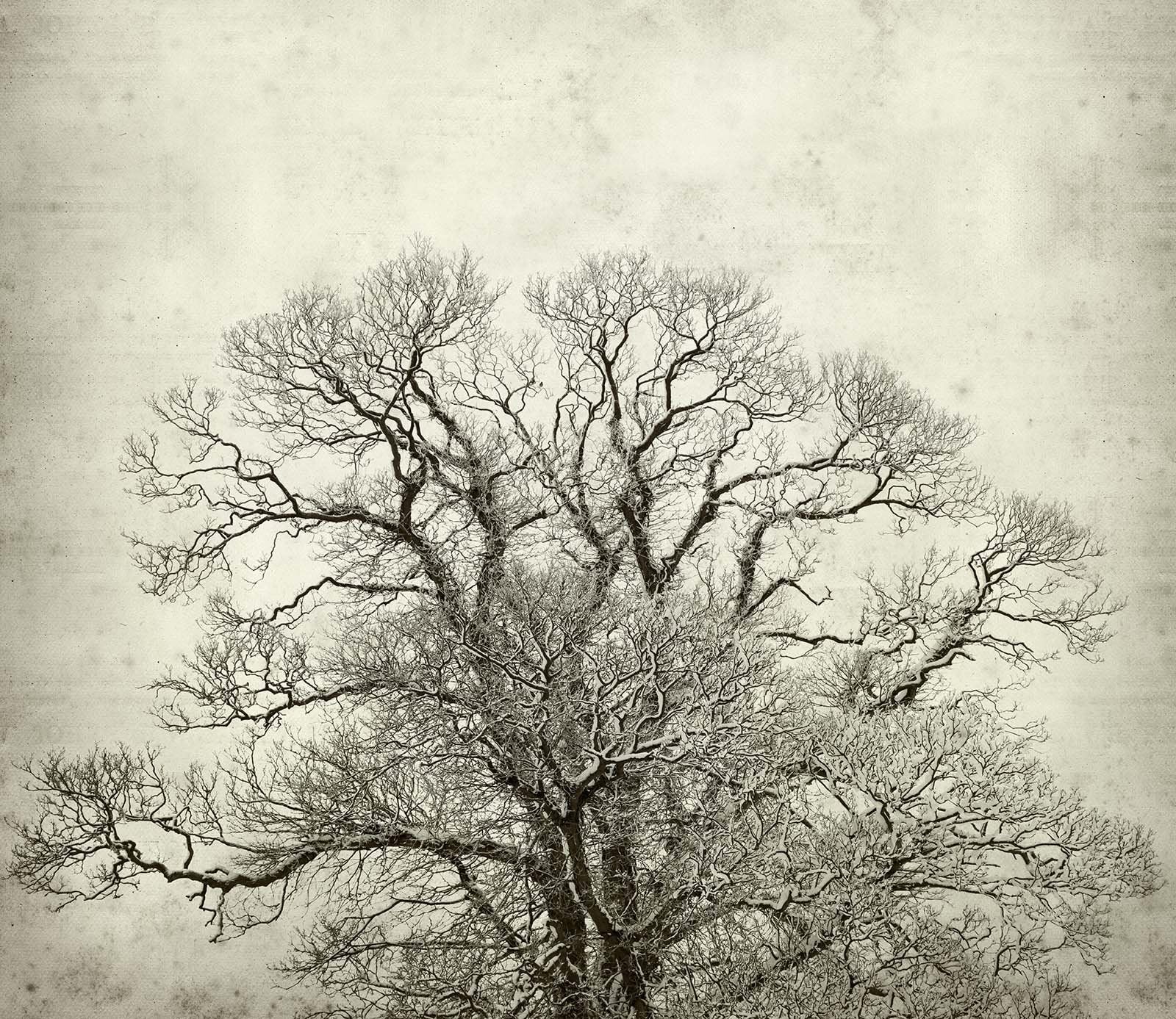 3D Dead Tree 685 Wallpaper AJ Wallpaper 