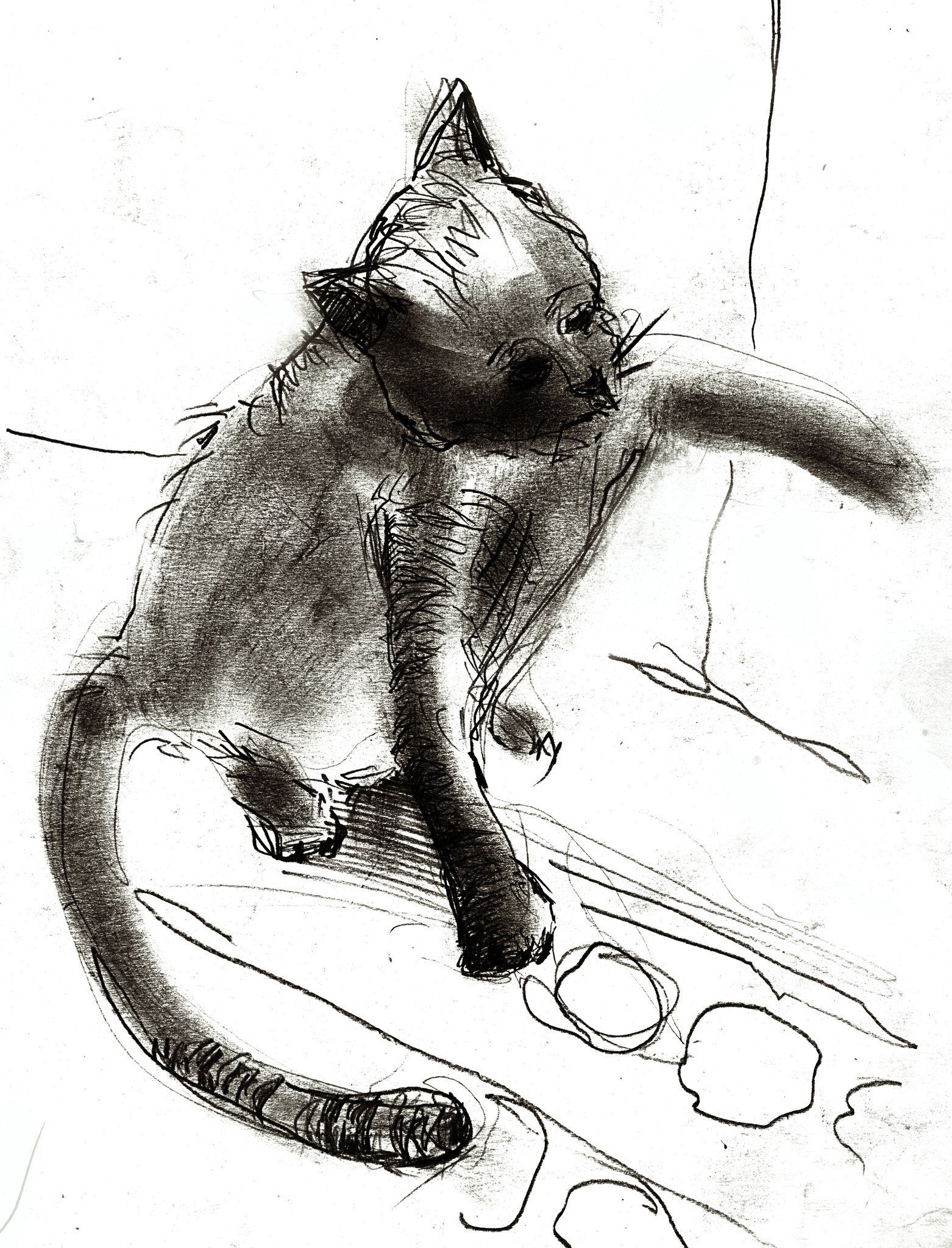 Sketch Cat 3 Wallpaper AJ Wallpaper 