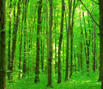 3D Spring Fresh Green Tree 723 Wallpaper AJ Wallpaper 