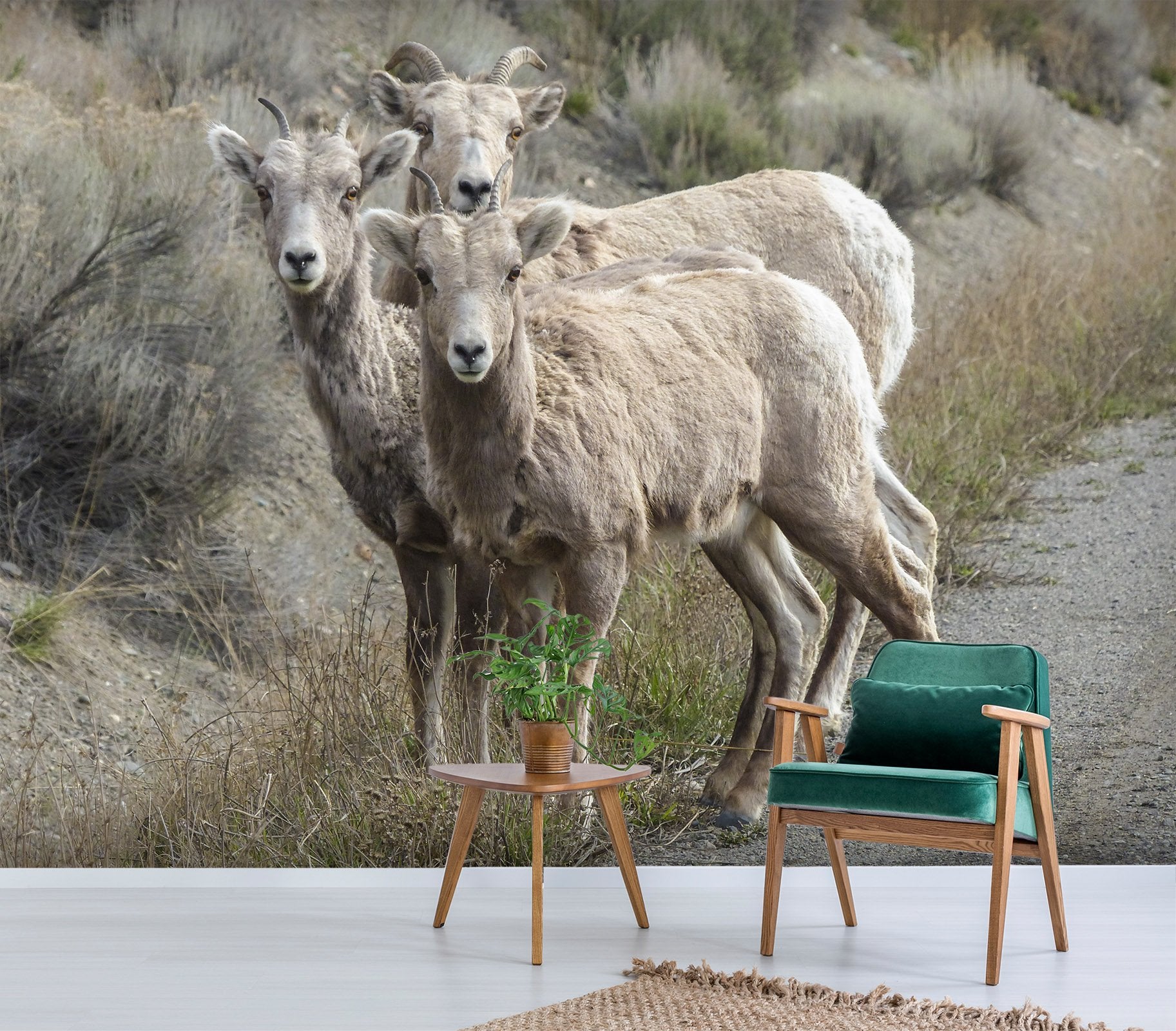 3D Prairie Antelope 125 Wallpaper AJ Wallpaper 