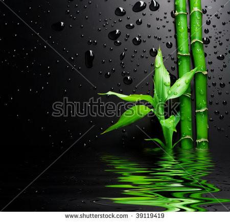 Fresh Bamboo over Black 161cm wide and 235cm high in VINYL AJ Wallpaper 