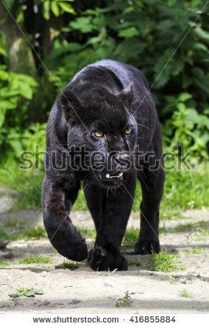 shutterstock image : 416855884 L=160cm x W=200cm VINYL AJ Wallpaper 